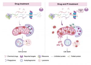 UM Uncovers Key Role of Proteasome in Overcoming Cancer Drug Resistance