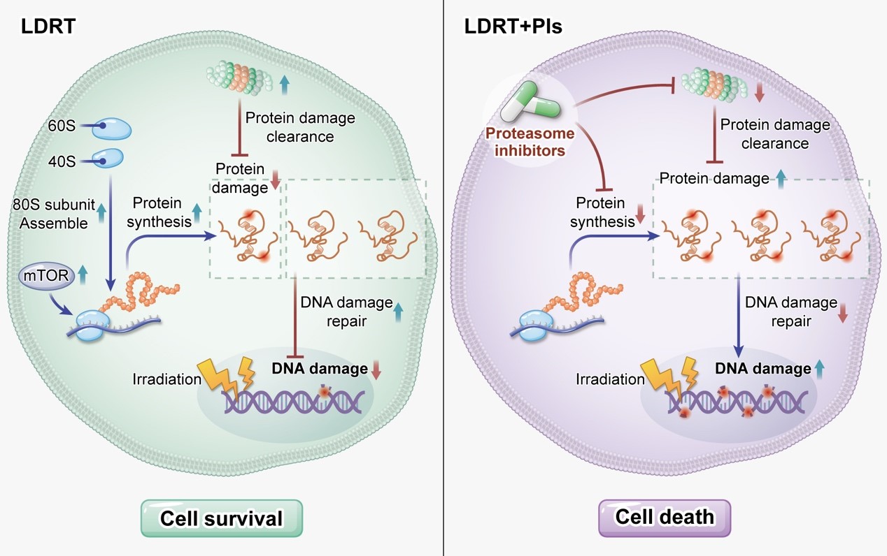 UM FHS uncovers novel mechanism to overcome radiotherapy resistance