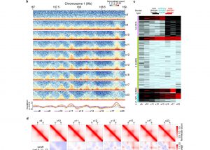 UM FHS makes significant progress in 3D genome architecture analysis