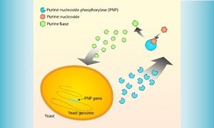 UM iGEM team works on their project to reduce purine in beer