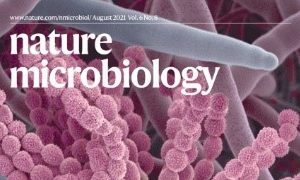 UM FHS’s latest breakthrough in fungal spore research helps reduce risk of fungal infection for immunocompromised people