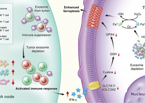 UM FHS researchers successfully develop novel nanomedicine to inhibit tumour growth
