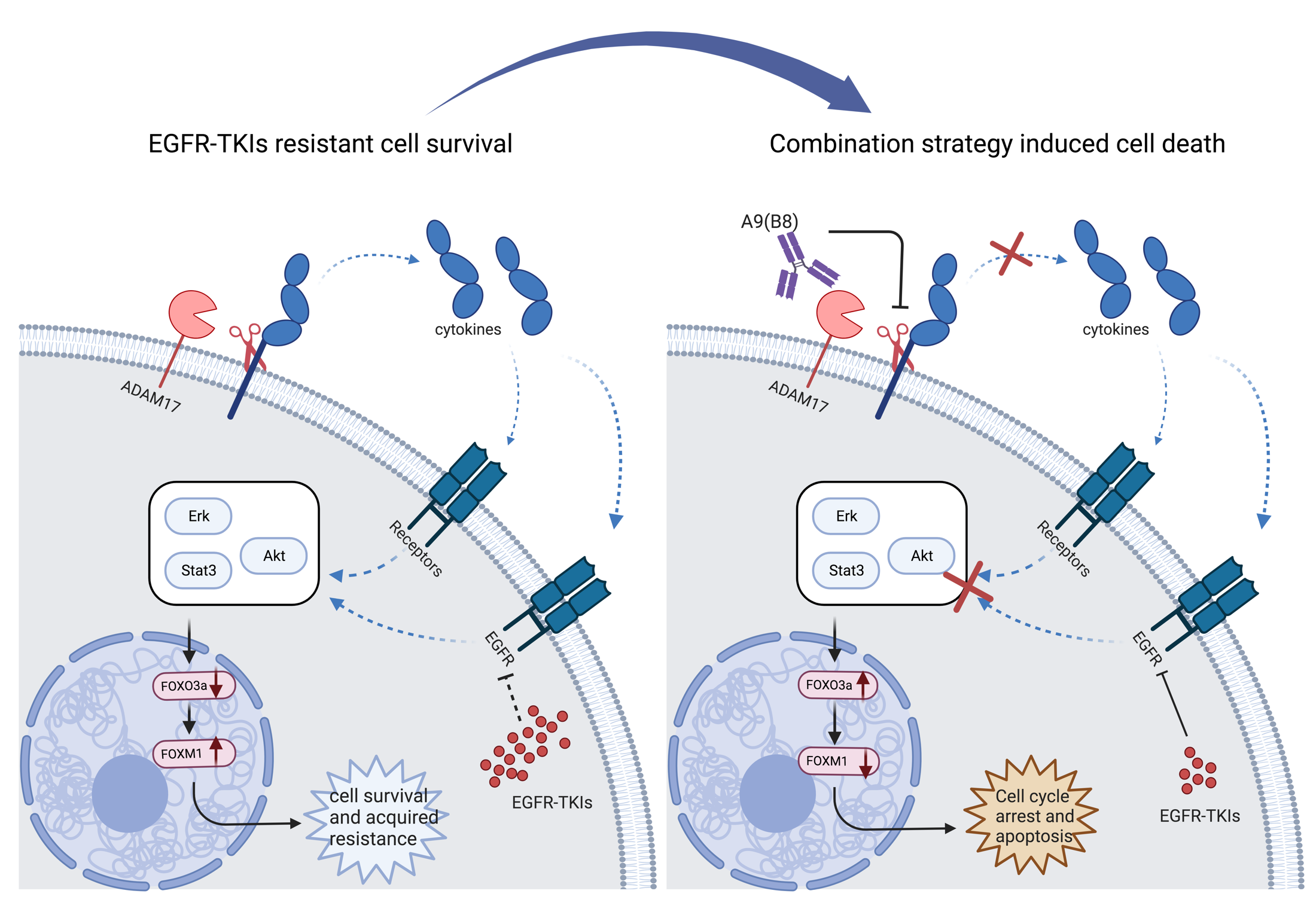 澳大研究成功克服非小細胞肺癌靶向EGFR-TKI治療的耐藥性