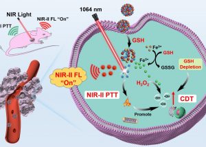 An activatable NIR-II phototheranostic nanoprobe for tumour specific NIR-II fluorescence imaging and synergistic tumour therapy