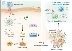 UM develops a new strategy for cancer therapy – nanomedicine-based sono-metabolic therapy for augmenting T-cell antitumour efficacy