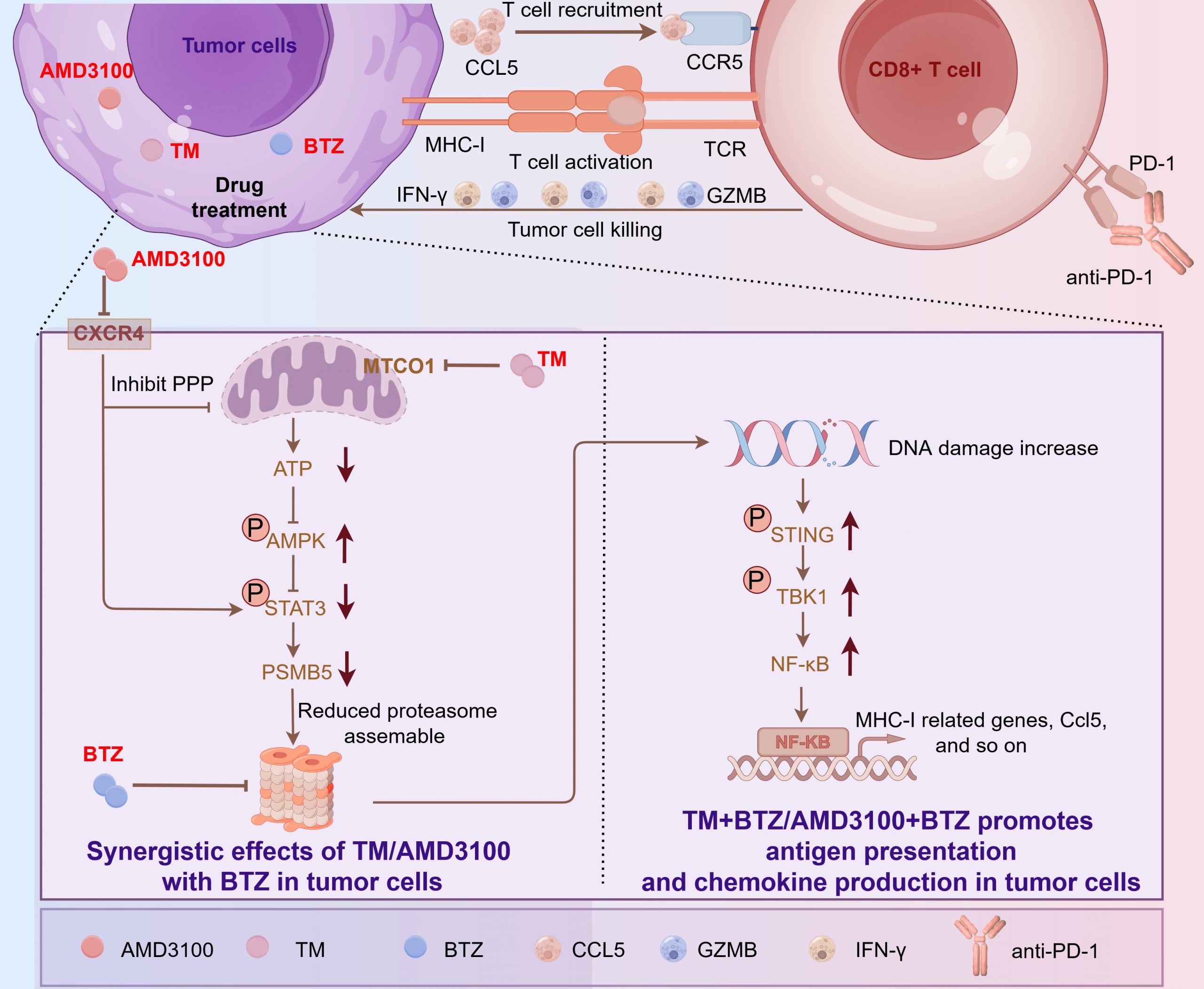 UM research team reveals combination therapy enhances proteasome inhibitor-based immunotherapy for solid tumour cells