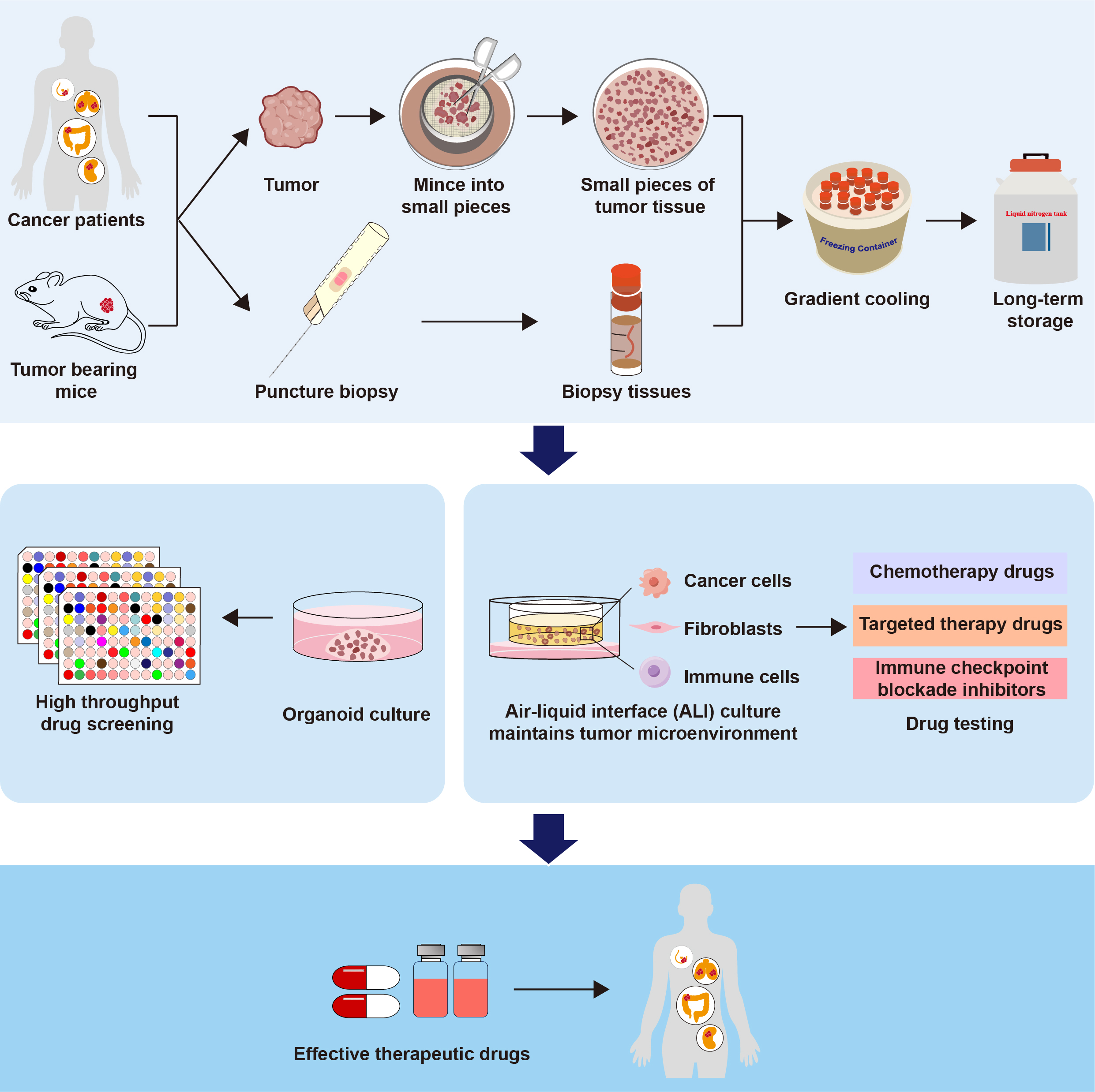 UM research team establishes biobank of living tumour tissues to support personalised treatment and research