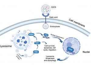 UM FHS research team develops innovative scorpion venom drug delivery system to treat malignant brain tumours