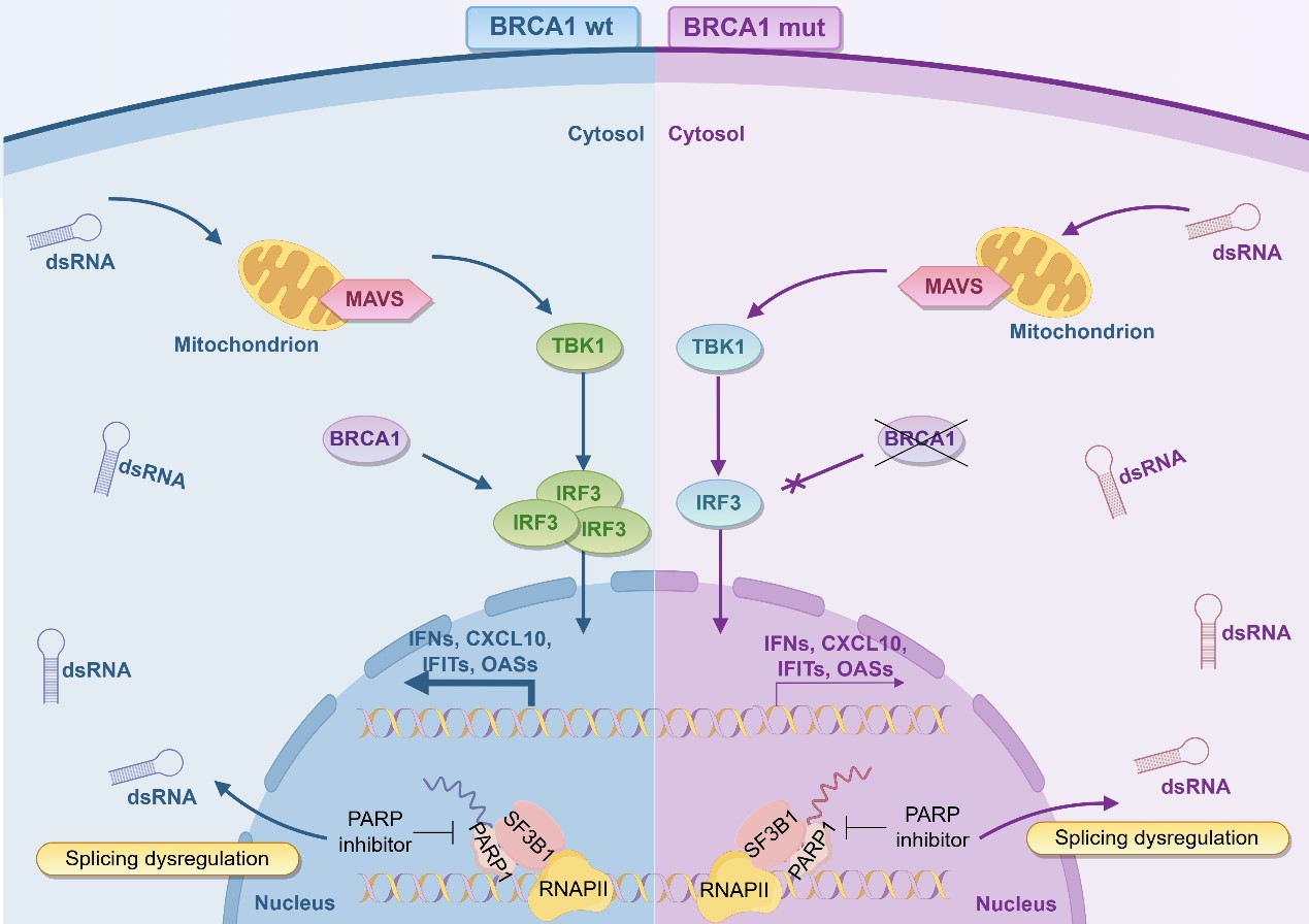 UM FHS researchers reveal key to breast cancer’s resistance to targeted drugs