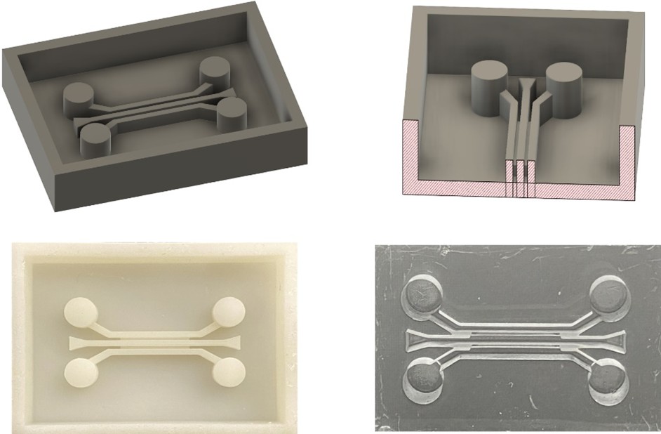 UM research opens new avenues for preventing metastasis of breast cancer to lungs