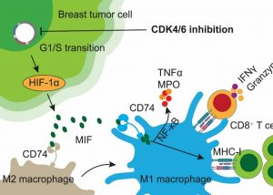 澳大研究揭示抗癌藥物與免疫療法協同作用新機制